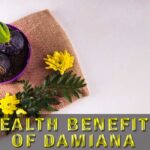 health benefits of damiana
