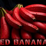 Red Bananas